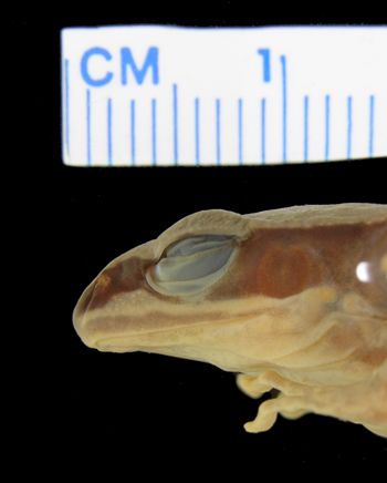 Media type: image; Herpetology A-28298